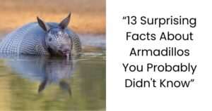 13 Surprising Facts About Armadillos You Probably Didn’t Know