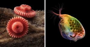 20 Breathtaking Photos From Nikon’s 2025 Small World Photography Winners