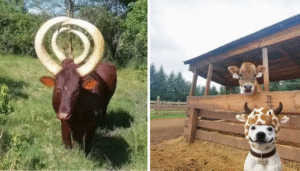 20 Hilarious and Heart-Melting Animal Moments Caught on Camera (Perfect for Pet Lovers!)